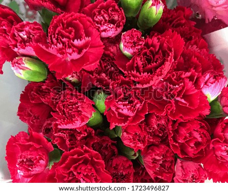 Beautiful fresh carnation flowers as background, top view.


