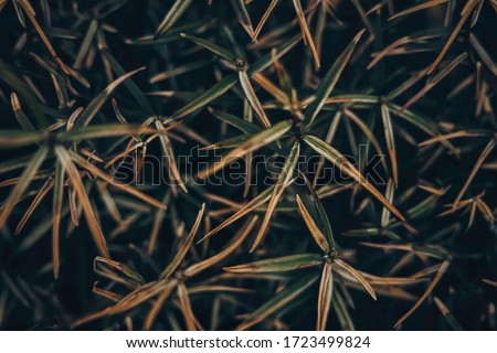 Soft focus dark green tones floral background. 
Tropical plant.Texture background dark, green tones. It can be used for blogs, sites, videos, illustrations, and more.  Wallpaper macro.  