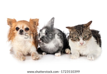 dwarf rabbit, chihuahua and cat in front of white background