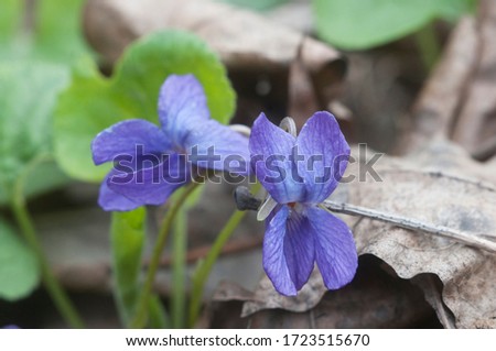 Viola palustris (marsh violet) flowers, close up shot