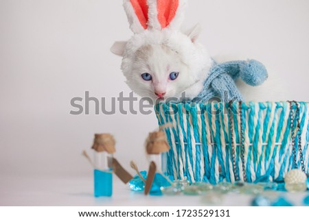 Snow-white kitten on a white background in a blue gift box. In a hat of a pink-eared rabbit