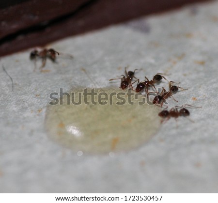 A close-up photograph of tiny ants consuming liquid bait.