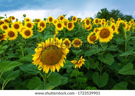 A field of sunflowers before the rain. Black rain clouds over a field of sunflowers.