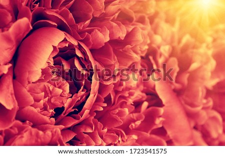 Flower and beautiful petals. Peonies background