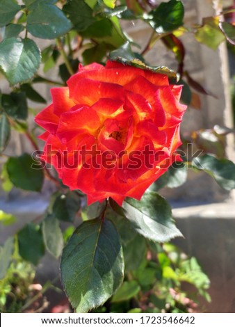 red rose in the garden -image