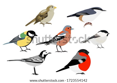 Set of birds: Sparrow, Chaffinch, bullfinch, Wagtail, great tit, nuthatch, vector