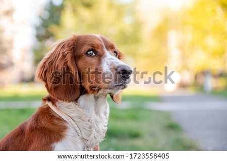 Adorable cute welsh springer spaniel in spring, active happy healthy dog playing outside. Royalty-Free Stock Photo #1723558405