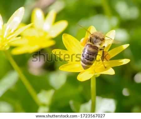 Enormous pollen sacs on this busy bee's legs! He is very happy to see the bright yellow flower in this cheerful spring image.
