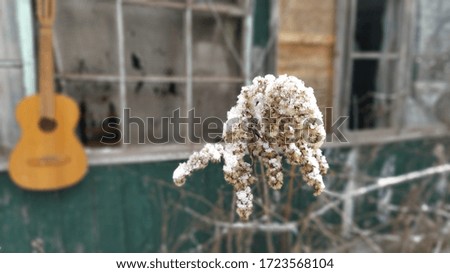 dry grass and flowers covered with snow. Russian village in the snow blurred photo