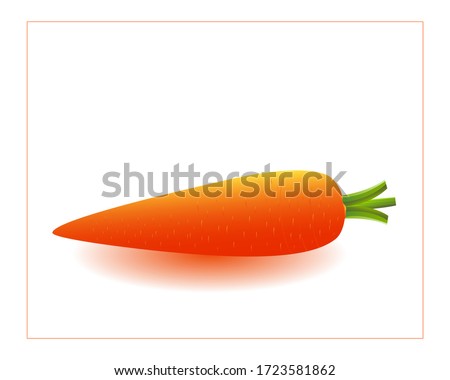 Carrot isolated on white background. Carrots in hand and washing with water. Fresh carrot for package design element. Vegetables abstract background. Carrots. Vector illustration of single Carrot.
