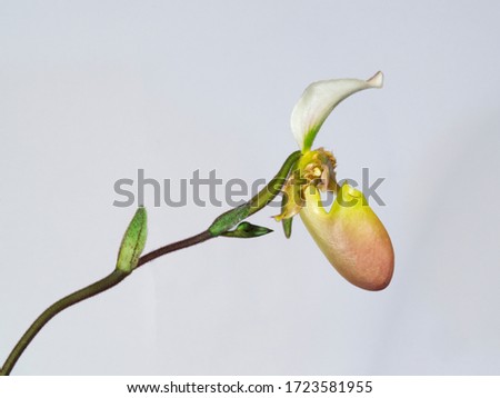 The beautiful flower of Paphiopedilum orchid, often called the Venus slipper. Macro photograph of a flower detail, isolated on white background.