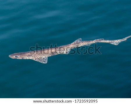 scyliorhinus canicula dogfish swimming free on sea surface with daylight Royalty-Free Stock Photo #1723592095