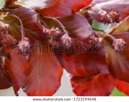 red foliage of Fagus sylvatica -red beech tree