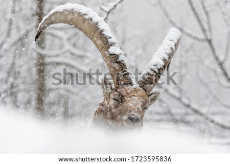 The power of Alpine Ibex against icy winter (Capra ibex)