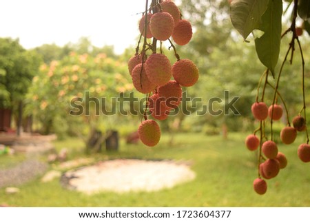 this pic show the Lychee fruit on the tree in garden, it is a export product fruits of Thailand