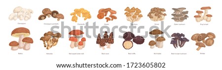 Set of realistic colorful edible mushrooms vector graphic illustration. Collection of various type of fresh autumn forest plants on feet with cap isolated on white. Seasonal natural organic food Royalty-Free Stock Photo #1723605802