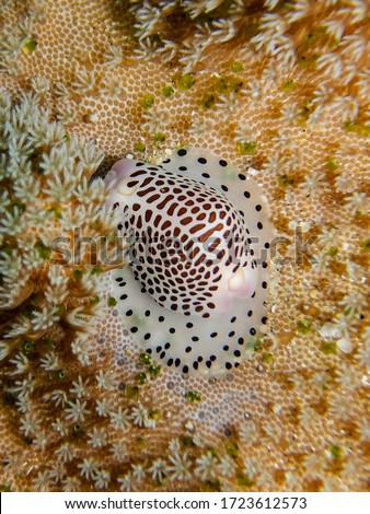 Umbilical egg cowrie (Calpurnus verrucosus) feeding on soft coral polyps on the Sodwana Bay reefs.