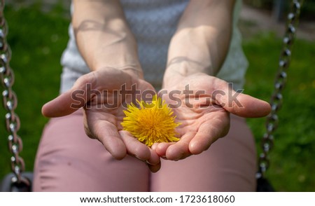 A wild dandelion flower in the hands of a woman, to express love