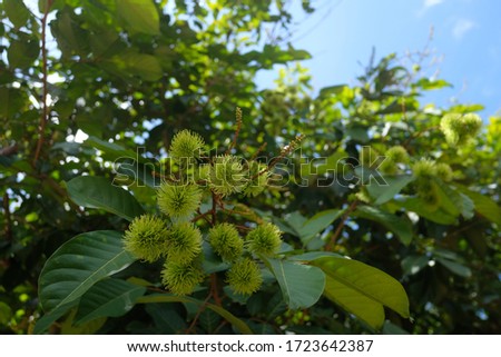 The bouquent of green rambutan on rambutan tree in Thailand, which still cannot be harvested. The gardender can harvest when it becomes the bright red