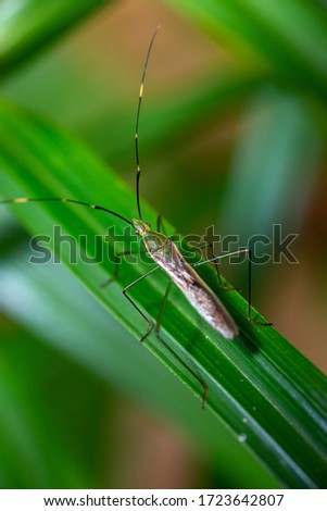 Picture of Green stink bug on a leaf