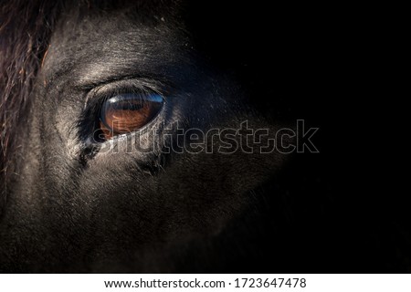 Brown eye of a black Friesian horse, lit by the sun. Focus on the eye lashes. Space for text on the black right side of the photo