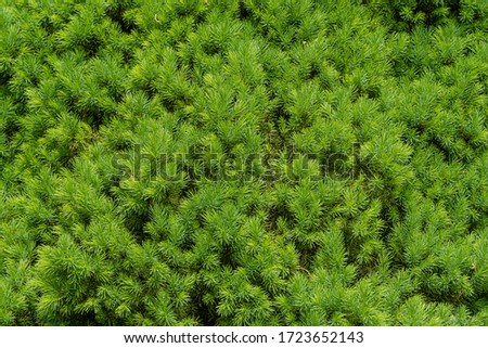 Canadian spruce Picea glauca Conica. Texture of young bright green short needles. Selective focus. Close-up. Nature concept for design.