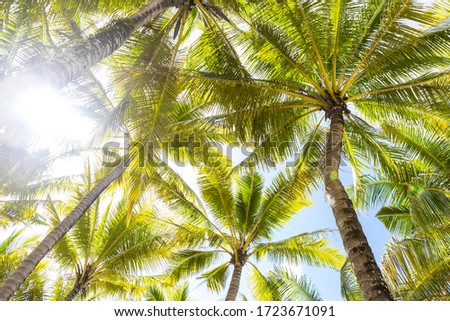 Coconut tree background, tropical island, nature background, outdoor day light, summer season
