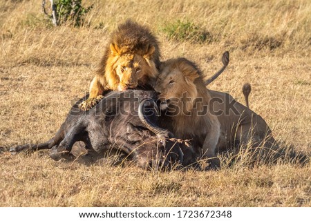 Two male lion feeding on Cape buffalo