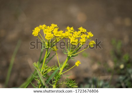 Snake milk (Euphorbia cyparissias) is a yellow-flowering poisonous perennial herb of the spurge family.