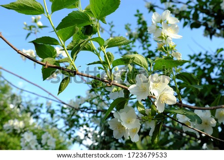A branch of a flowering jasmine bush. Beautiful white petal flowers.