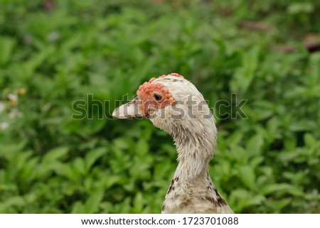 Take a picture of the face on the side of the young duck in the garden.