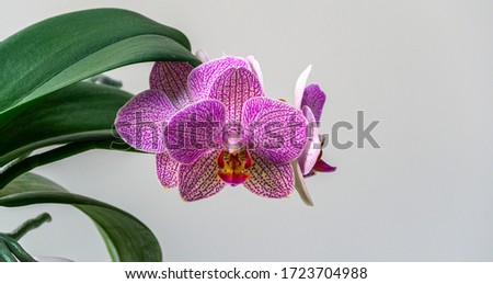 Close-up of white, yellow, red, pink striped with points orchid flower Phalaenopsis 'Demi Deroose' known as Moth Orchid on light gray background. Nature concept for design. Place for your text