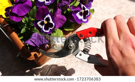 Pruning flower methods A hand Deadheading (cutting) old blooms beautiful pansies in a pot with pruning scissors against background gardening care