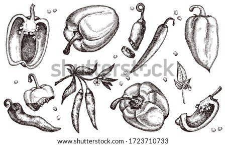 Paprika and chili pepper. Set of hand drawn vector illustrations Royalty-Free Stock Photo #1723710733