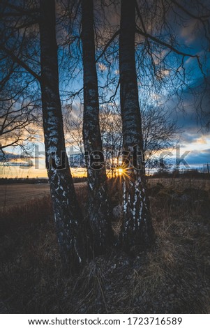 Three Birch trees side-by-side during sunset.