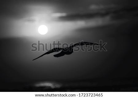 Flying black bird on the background of the moon at night. Royalty-Free Stock Photo #1723723465