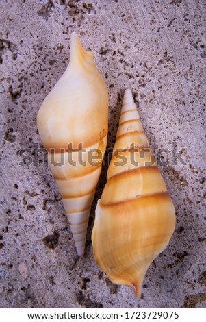 A picture of horse conch seashells. Horse conch seashells are a big group of shell categories.