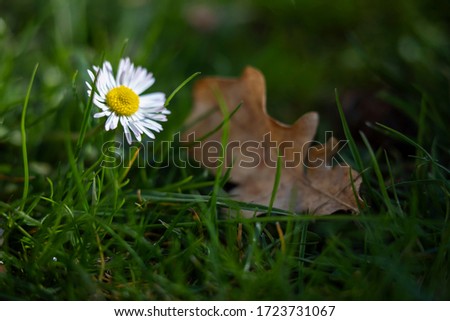 
Bellis perennis. Daisies on a blurred background
