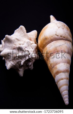 Two different and unique types of seashells in one picture, horse conch and king’s crown shells.