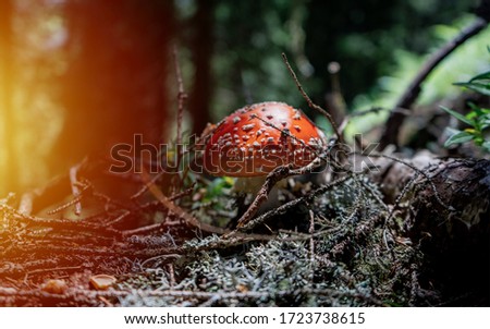 Close-up picture of a Amanita poisonous mushroom in nature. The sun penetrates through the trees

