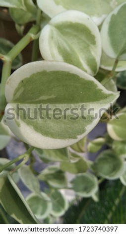 plant whaite green leaf nature image