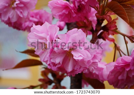 Pink and white flowers close up photography. Pink and white cherry blossom. Pink and white sakura in New York City.