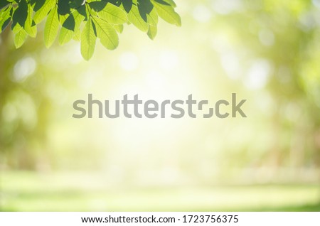 Green leaf on blurred greenery background.Beautiful leaf texture in sunlight.background natural green plants landscape, ecology.Closeup nature view with free space for text.Natural green background.