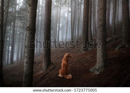 dog in a foggy forest. Pet on the nature. red Nova Scotia Duck Tolling Retriever