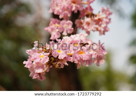 This pink flower is named Pink Panthip Often blooming in bunches Many beautiful flower combinations for background images.