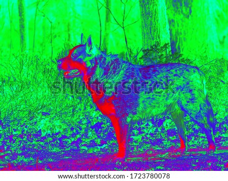 Infrared thermovision showing dog thermal radiation. The forest in the background, lack of thermal insulation. Infra or thermography photo