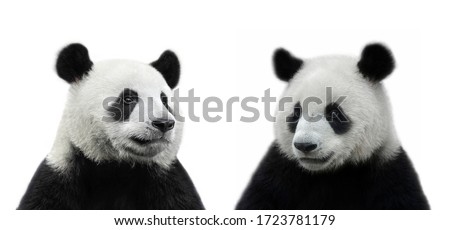 Male and female giant panda bear isolated on white background