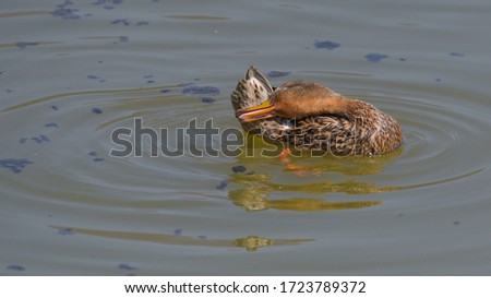 Mallard female swimming on the lake