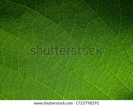 close up green leaf of Bastard teak ( Butea monosperma ) Royalty-Free Stock Photo #1723798291
