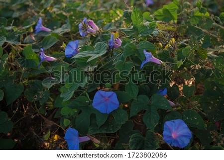  big blue beach moonflower plant